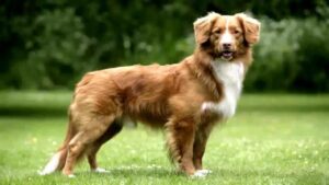 Nova Scotia Duck Tolling Retriever: Alles, was Sie wissen müssen